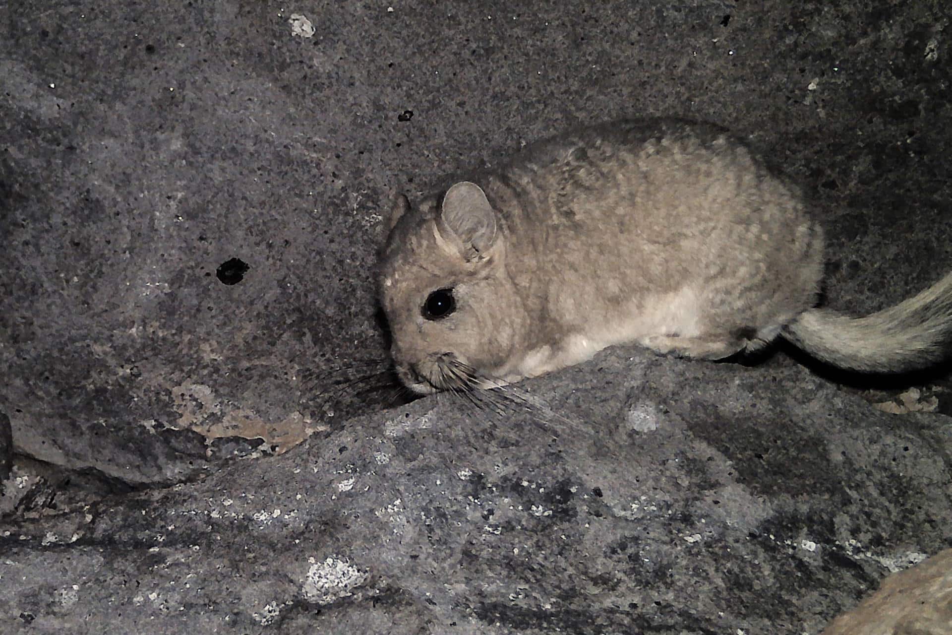 Fotografía cedida por Greenpeace de una chinchilla cola corta en Chile. La organización internacional de defensa medioambiental Greenpeace alertó este miércoles sobre la posible extinción de tres especies animales en Chile a causa de la expansión de la minería, en el marco del Día Nacional del Medioambiente. EFE/ Greenpeace