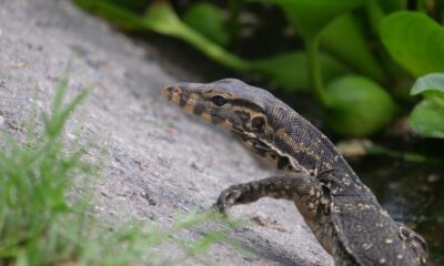 Un equipo de investigadores españoles ha comprobado el proceso de colonización urbana del varano acuático o "lagarto monitor" -uno de los más grandes del mundo-  en grandes ciudades del sudeste asiático como Kuala Lumpur o Bangkok. Imagen: Álvaro Luna/Universidad Europea de Madrid