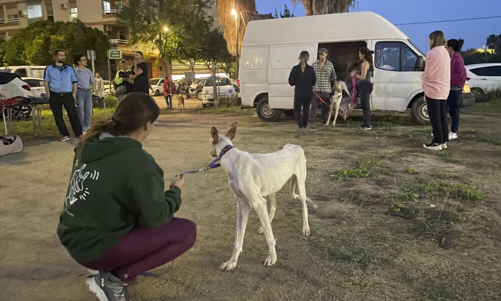 - El campo de fútbol de un club de barrio de València, el Sporting Benimaclet, se ha convertido gracias a la organización de la sociedad civil en un punto donde se centraliza una primera atención y la acogida temporal de animales que se han quedado sin hogar por las inundaciones de la provincia. EFE/Loli Benlloch