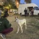 - El campo de fútbol de un club de barrio de València, el Sporting Benimaclet, se ha convertido gracias a la organización de la sociedad civil en un punto donde se centraliza una primera atención y la acogida temporal de animales que se han quedado sin hogar por las inundaciones de la provincia. EFE/Loli Benlloch