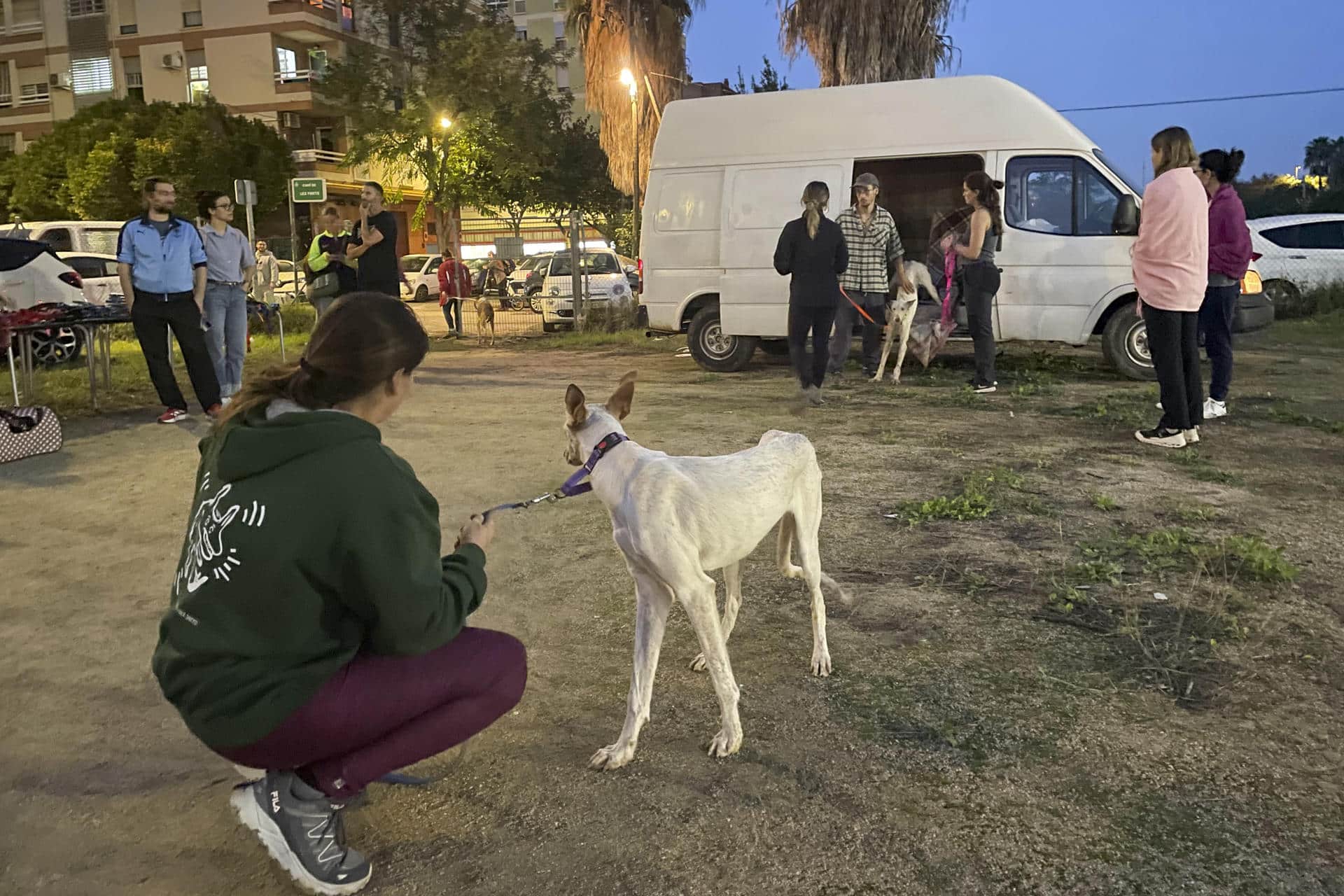 - El campo de fútbol de un club de barrio de València, el Sporting Benimaclet, se ha convertido gracias a la organización de la sociedad civil en un punto donde se centraliza una primera atención y la acogida temporal de animales que se han quedado sin hogar por las inundaciones de la provincia. EFE/Loli Benlloch