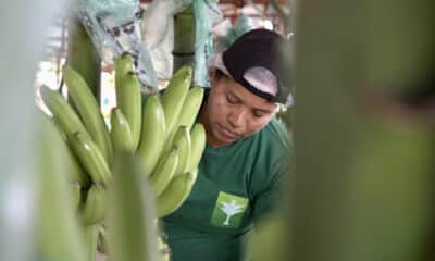 Una trabajadora de la Hacienda Celia María, que produce banano orgánico para la exportación en la sureña provincia ecuatoriana de El Oro, revisa un racimo de bananos durante una jornada de labores en Pasaje (Ecuador). EFE / Mauricio Torres