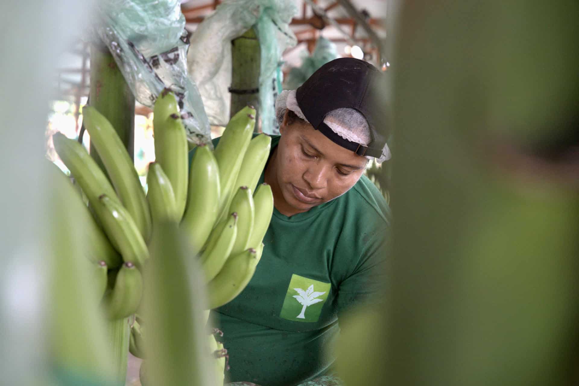 Una trabajadora de la Hacienda Celia María, que produce banano orgánico para la exportación en la sureña provincia ecuatoriana de El Oro, revisa un racimo de bananos durante una jornada de labores en Pasaje (Ecuador). EFE / Mauricio Torres