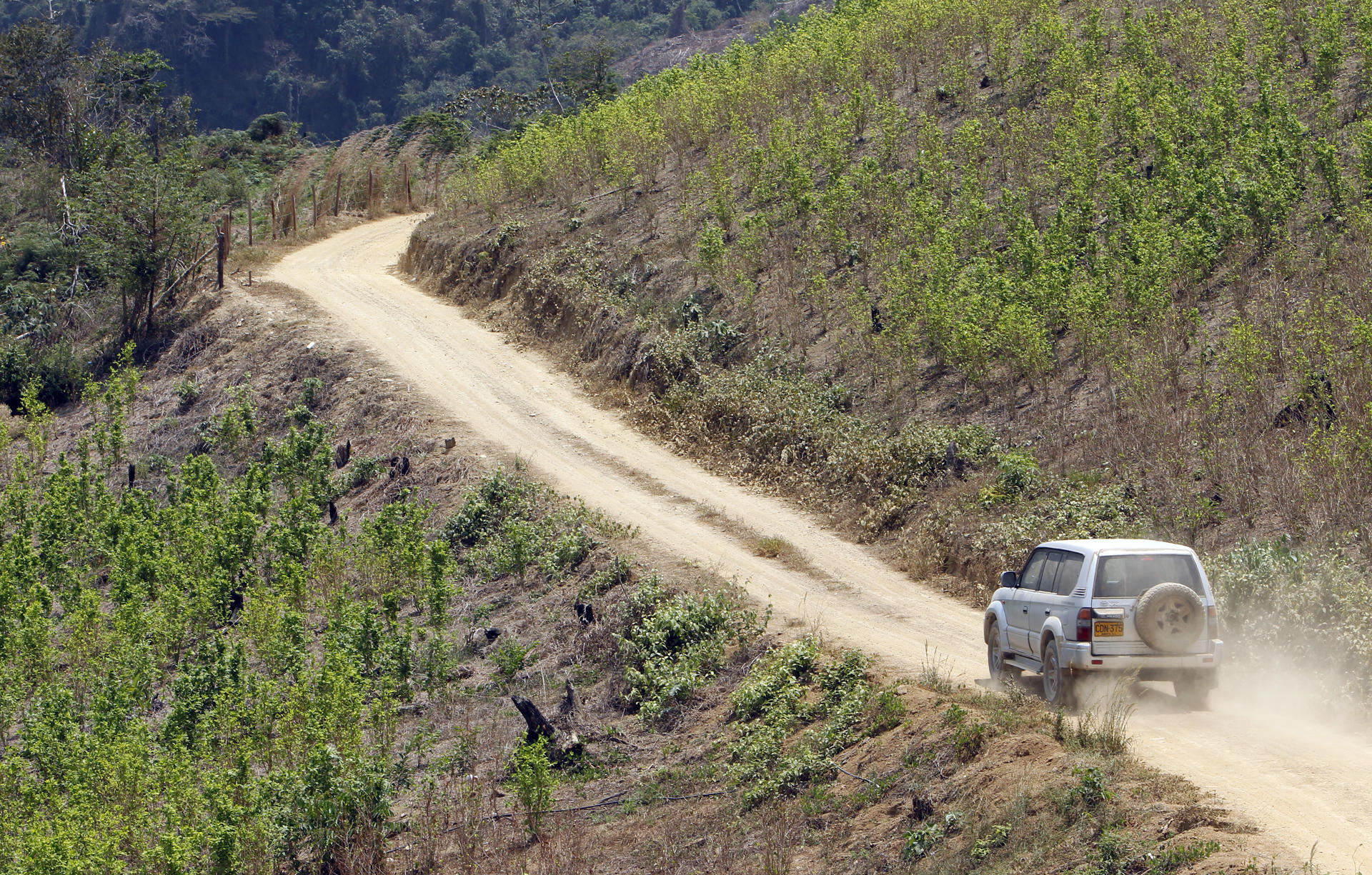 Fotografía de archivo de cultivos de coca en una vía de Briceño (Colombia). EFE/Mauricio Dueñas Castañeda