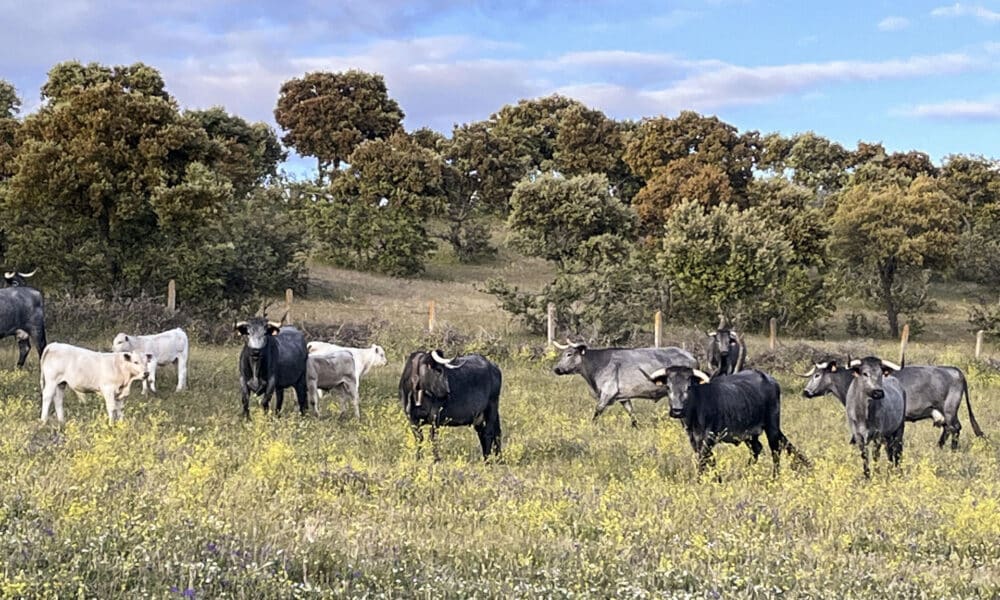 Fotografía de archivo en donde se ven vacas en un potrero. EFE/Pedro Pablo G. May.