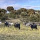 Fotografía de archivo en donde se ven vacas en un potrero. EFE/Pedro Pablo G. May.