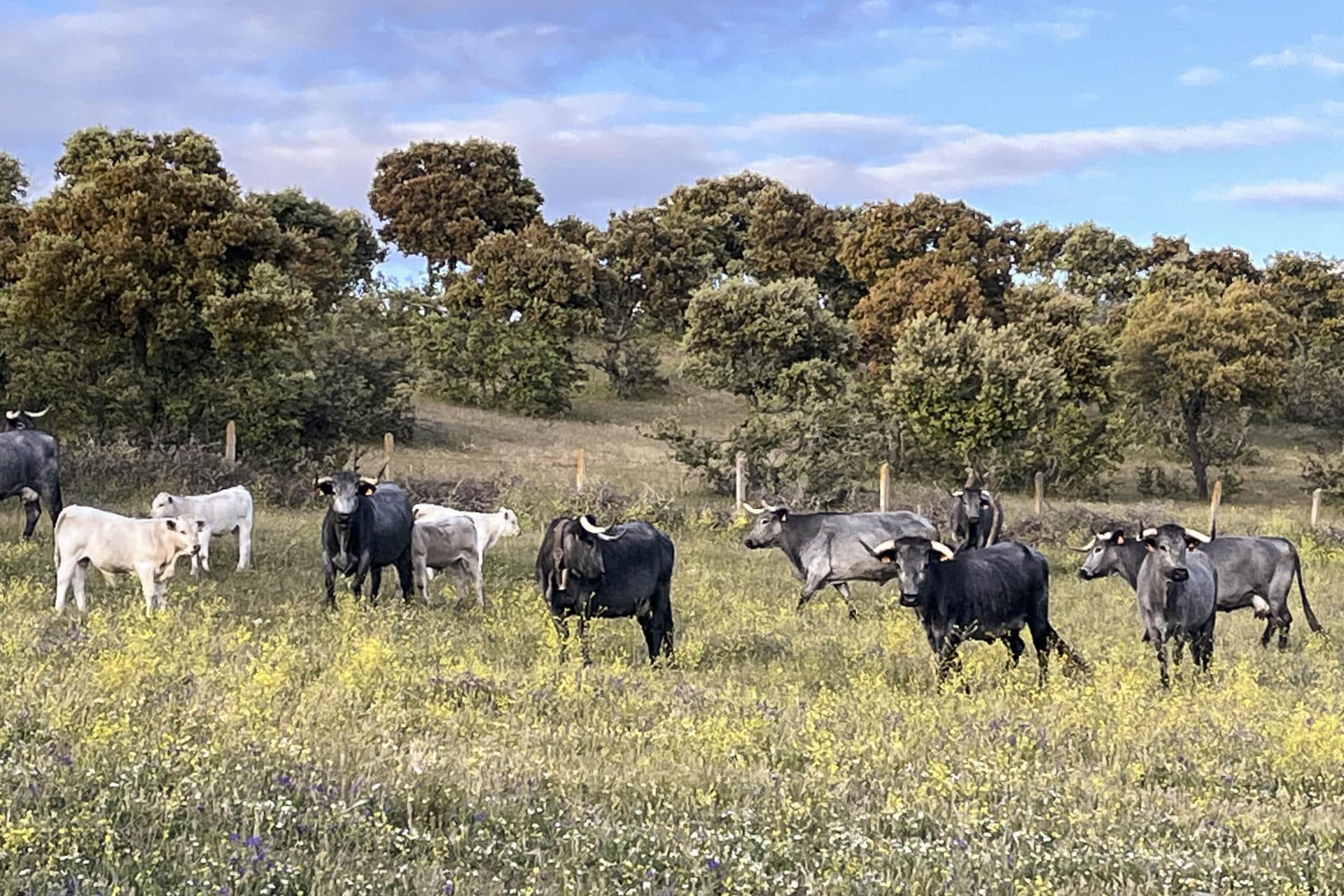 Fotografía de archivo en donde se ven vacas en un potrero. EFE/Pedro Pablo G. May.