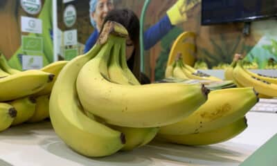 Fotografía de bananas de Ecuador en la feria Fruit Attraction 2024, en IFEMA, Madrid (España). EFE/ Patricia Cotelo Bertaiola