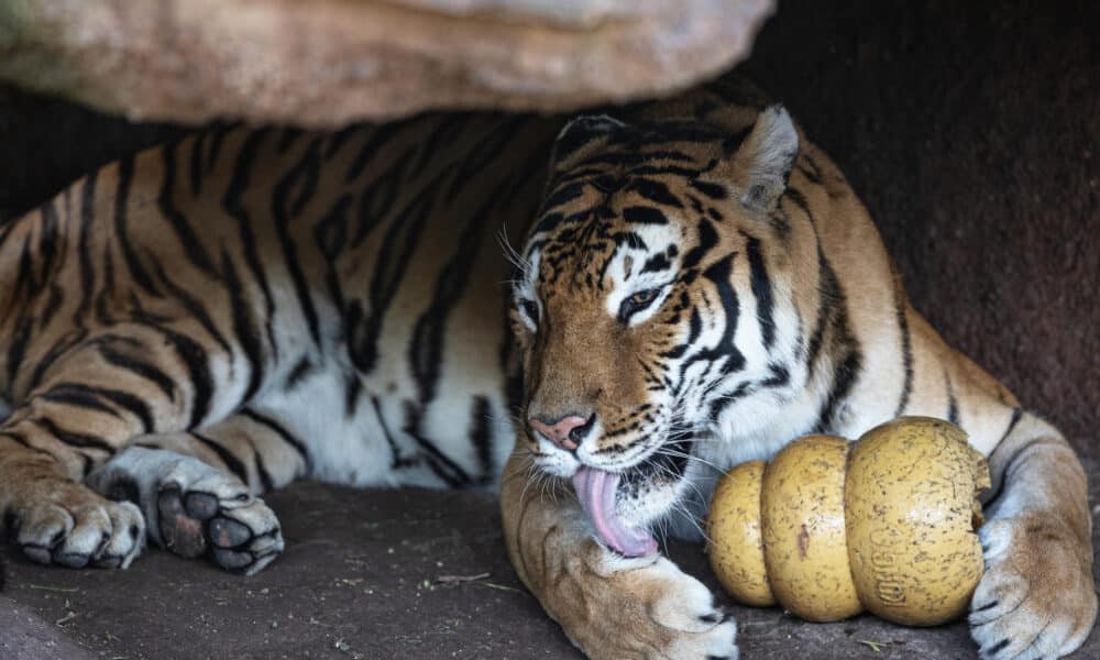 El tigre de bengala, Dali, se acicala en el nuevo recinto del zoológico La Aurora, en la Ciudad de Guatemala (Guatemala). EFE/ David Toro