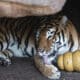 El tigre de bengala, Dali, se acicala en el nuevo recinto del zoológico La Aurora, en la Ciudad de Guatemala (Guatemala). EFE/ David Toro