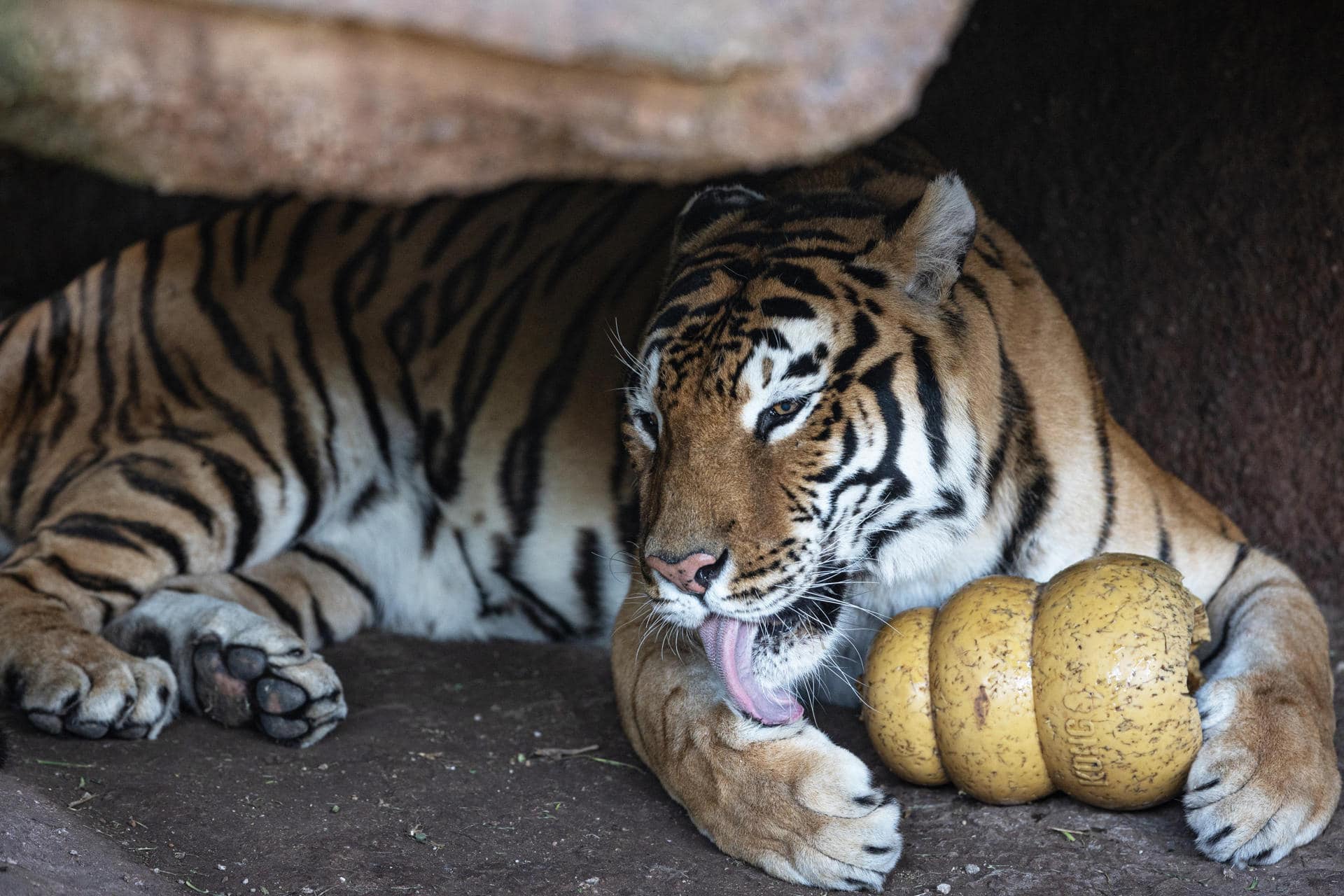 El tigre de bengala, Dali, se acicala en el nuevo recinto del zoológico La Aurora, en la Ciudad de Guatemala (Guatemala). EFE/ David Toro