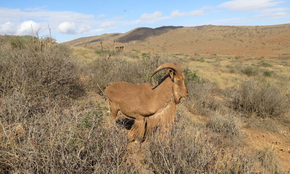 PARQUE NATURAL DE CHEKHAR (MARRUECOS), 19/10/2024.- Vista de uno de los veinte ejemplares de muflón (ocho machos y doce hembras) que han sido liberados por la Agencia Nacional de Agua y Bosques de Marruecos (ANEF) en el parque natural marroquí de Chekhar, en la provincia oriental de Jerada, a unos 100 kilómetros al sur de Uchda, ciudad fronteriza con Argelia, el 15 de octubre de 2024. En esta actuación se liberaron muflones y gacelas de Cuvier, dos especies amenazadas con las que Marruecos quiere devolver la vida silvestre al desierto, y ocho puercoespines. EFE/ Fatima Zohra Bouaziz