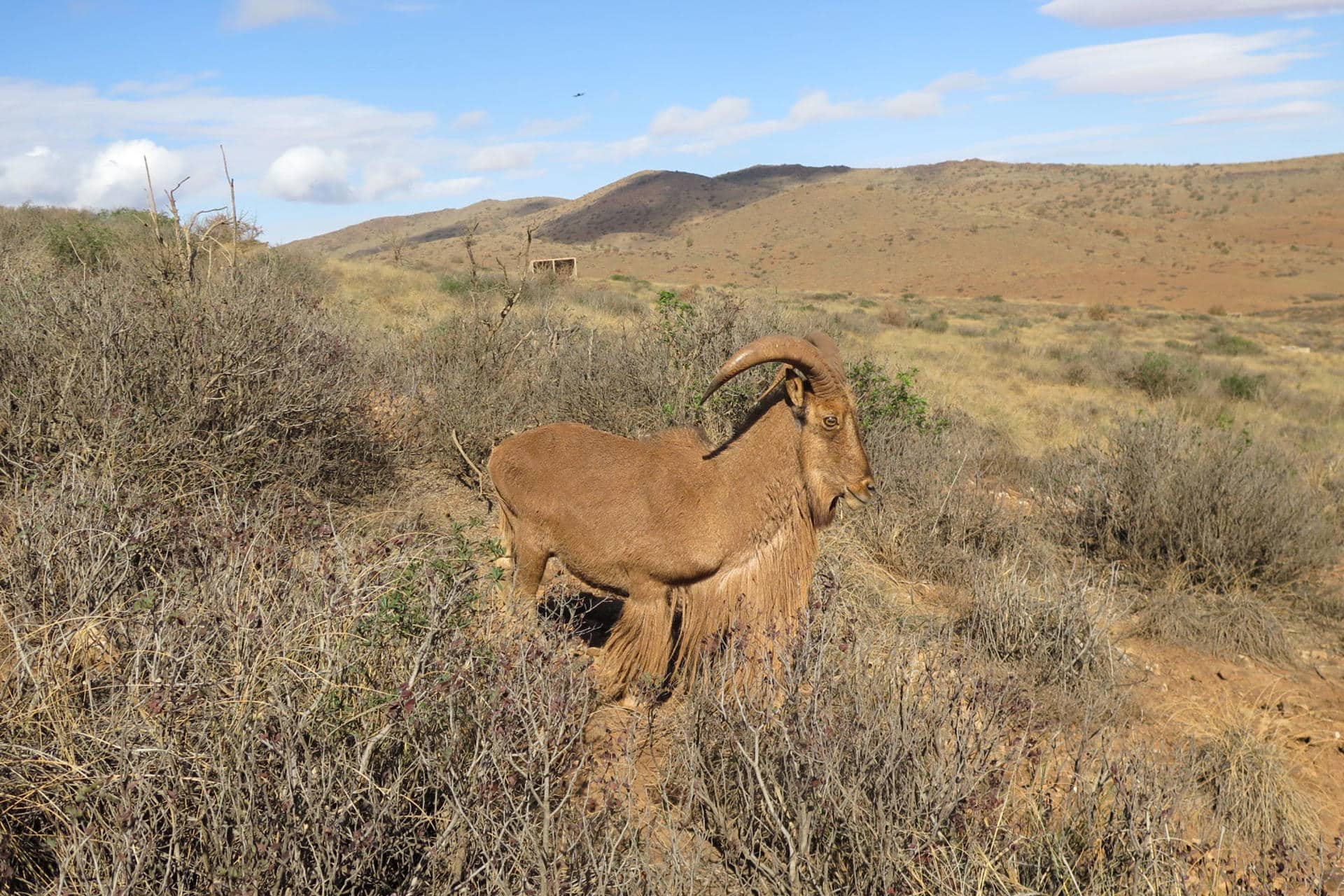 PARQUE NATURAL DE CHEKHAR (MARRUECOS), 19/10/2024.- Vista de uno de los veinte ejemplares de muflón (ocho machos y doce hembras) que han sido liberados por la Agencia Nacional de Agua y Bosques de Marruecos (ANEF) en el parque natural marroquí de Chekhar, en la provincia oriental de Jerada, a unos 100 kilómetros al sur de Uchda, ciudad fronteriza con Argelia, el 15 de octubre de 2024. En esta actuación se liberaron muflones y gacelas de Cuvier, dos especies amenazadas con las que Marruecos quiere devolver la vida silvestre al desierto, y ocho puercoespines. EFE/ Fatima Zohra Bouaziz