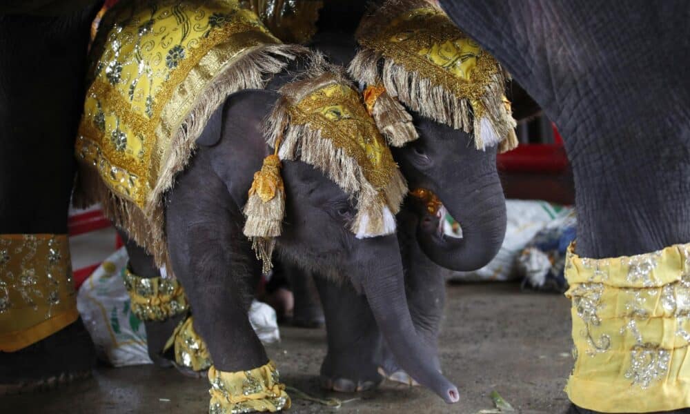 Dos crías de elefante gemelas, macho y hembra, durante una ceremonia para celebrar este viernes los nombres recibidos por el rey. EFE/EPA/RUNGROJ YONGRIT