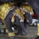 Dos crías de elefante gemelas, macho y hembra, durante una ceremonia para celebrar este viernes los nombres recibidos por el rey. EFE/EPA/RUNGROJ YONGRIT