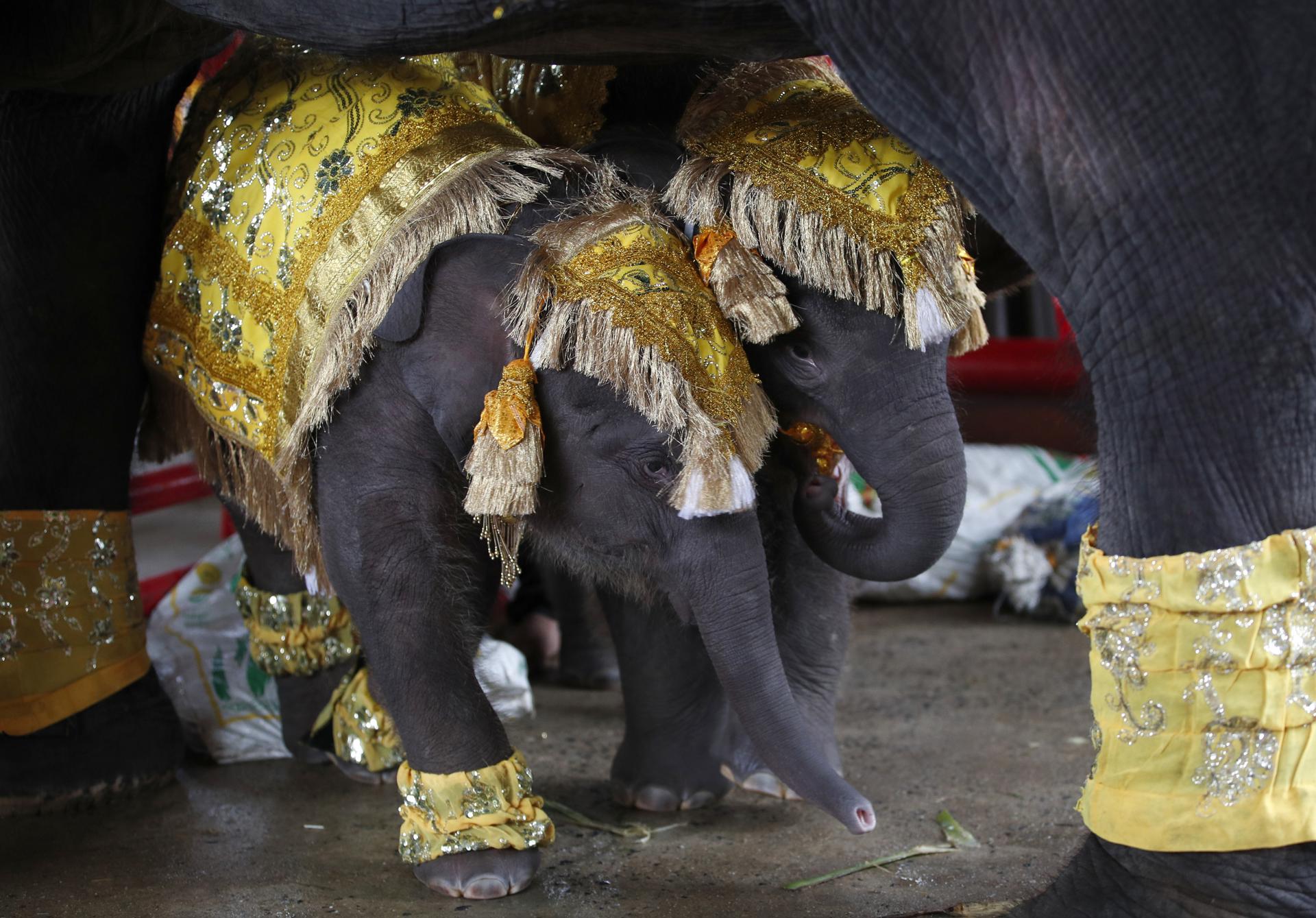 Dos crías de elefante gemelas, macho y hembra, durante una ceremonia para celebrar este viernes los nombres recibidos por el rey. EFE/EPA/RUNGROJ YONGRIT