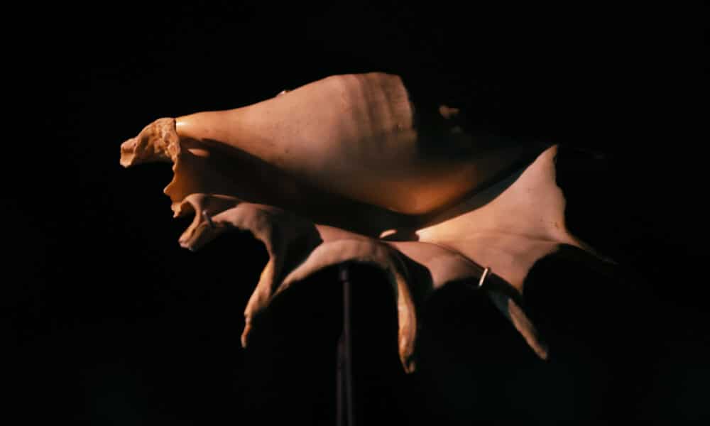 Fotografía donde se observa una caracola de la exposición 'Mollusca. Poesía de Caracolas. Sumergirse en la Colección Neruda', este viernes en Santiago (Chile). EFE/ Elvis González