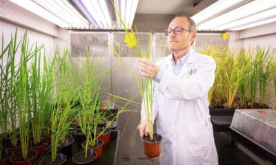 Luis Rubio, investigador del Instituto Nacional de Investigación y Tecnología Agraria y Alimentaria (INIA-CSIC), supervisa una planta, que forma parte de un proyecto para intentar desarrollar cultivos superproductivos sin fertilizantes, en el Centro de biotecnología y Genómica de las Plantas en Madrid. Promover una nueva revolución agrícola a través de cultivos que no necesitan fertilizantes químicos es el objetivo de este proyecto, liderado por Rubio, que ha recibido 4,5 millones de la Fundación Gates para su fase final. EFE/ César Hernández Regal/CSIC ***SOLO USO EDITORIAL/SOLO DISPONIBLE PARA ILUSTRAR LA NOTICIA QUE ACOMPAÑA (CRÉDITO OBLIGATORIO)***