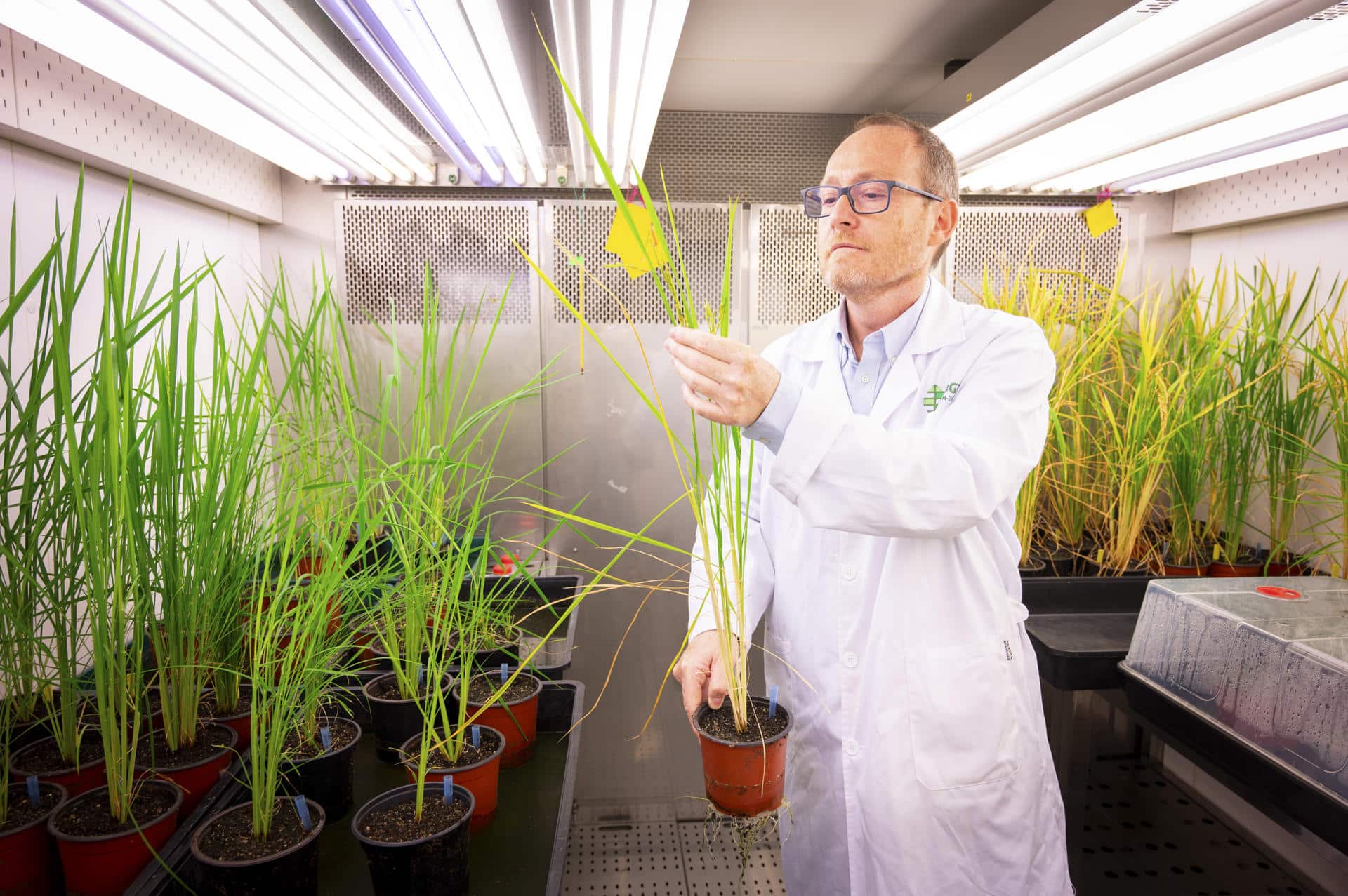 Luis Rubio, investigador del Instituto Nacional de Investigación y Tecnología Agraria y Alimentaria (INIA-CSIC), supervisa una planta, que forma parte de un proyecto para intentar desarrollar cultivos superproductivos sin fertilizantes, en el Centro de biotecnología y Genómica de las Plantas en Madrid. Promover una nueva revolución agrícola a través de cultivos que no necesitan fertilizantes químicos es el objetivo de este proyecto, liderado por Rubio, que ha recibido 4,5 millones de la Fundación Gates para su fase final. EFE/ César Hernández Regal/CSIC ***SOLO USO EDITORIAL/SOLO DISPONIBLE PARA ILUSTRAR LA NOTICIA QUE ACOMPAÑA (CRÉDITO OBLIGATORIO)***