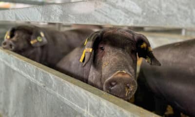 En la imagen de archivo, ejemplares de cerdo ibérico son expuestos para su comercialización en la Feria Internacional Ganadera (FIG) de Zafra (España). EFE/ Ana Picón