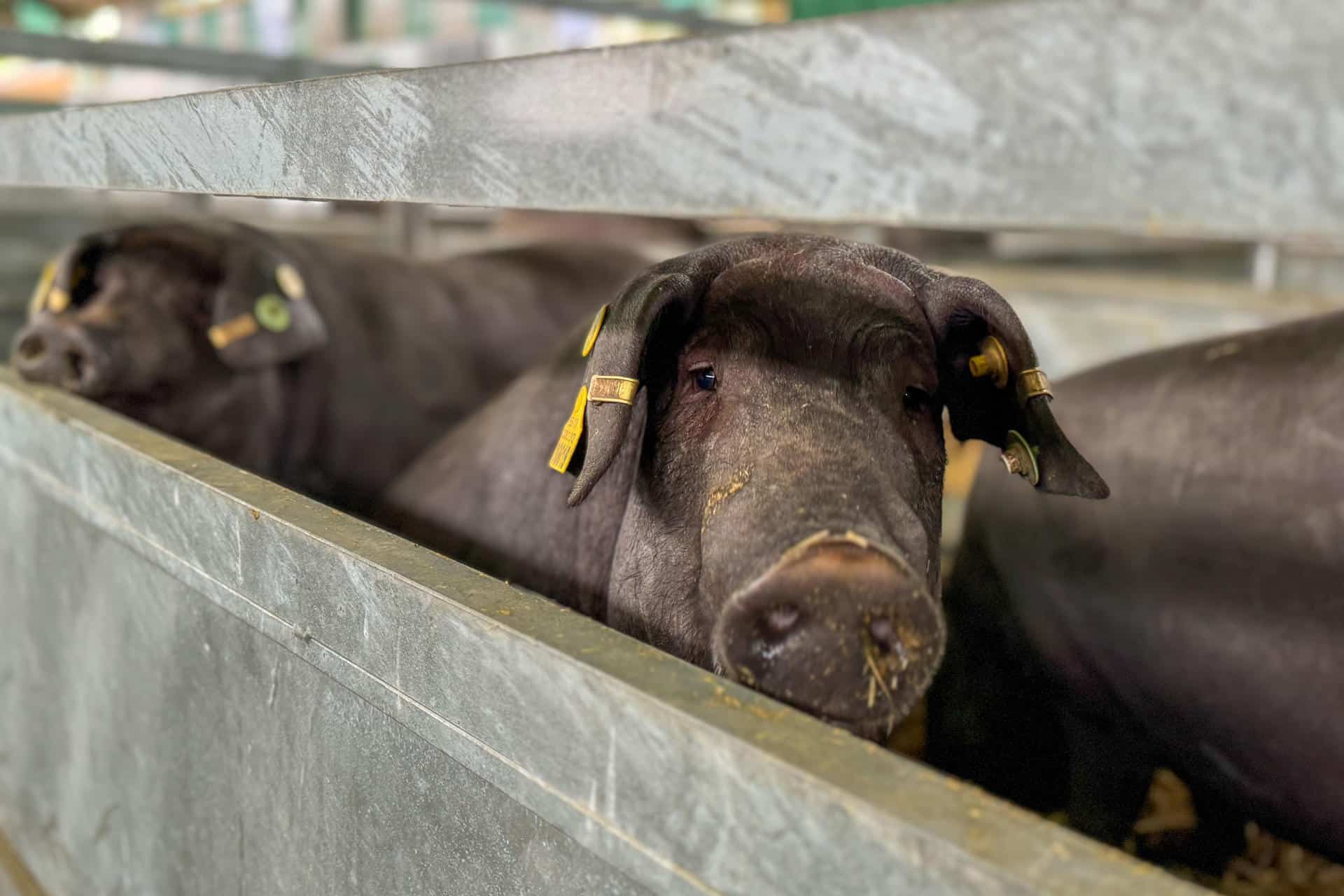 En la imagen de archivo, ejemplares de cerdo ibérico son expuestos para su comercialización en la Feria Internacional Ganadera (FIG) de Zafra (España). EFE/ Ana Picón