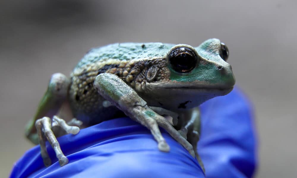 Fotografía de una rana marsupial andina conocida como 'uilli uillis', (gastrotheca riobambae), en el parque Las Cuadras, este viernes en Quito (Ecuador). EFE/José Jácome