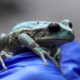 Fotografía de una rana marsupial andina conocida como 'uilli uillis', (gastrotheca riobambae), en el parque Las Cuadras, este viernes en Quito (Ecuador). EFE/José Jácome