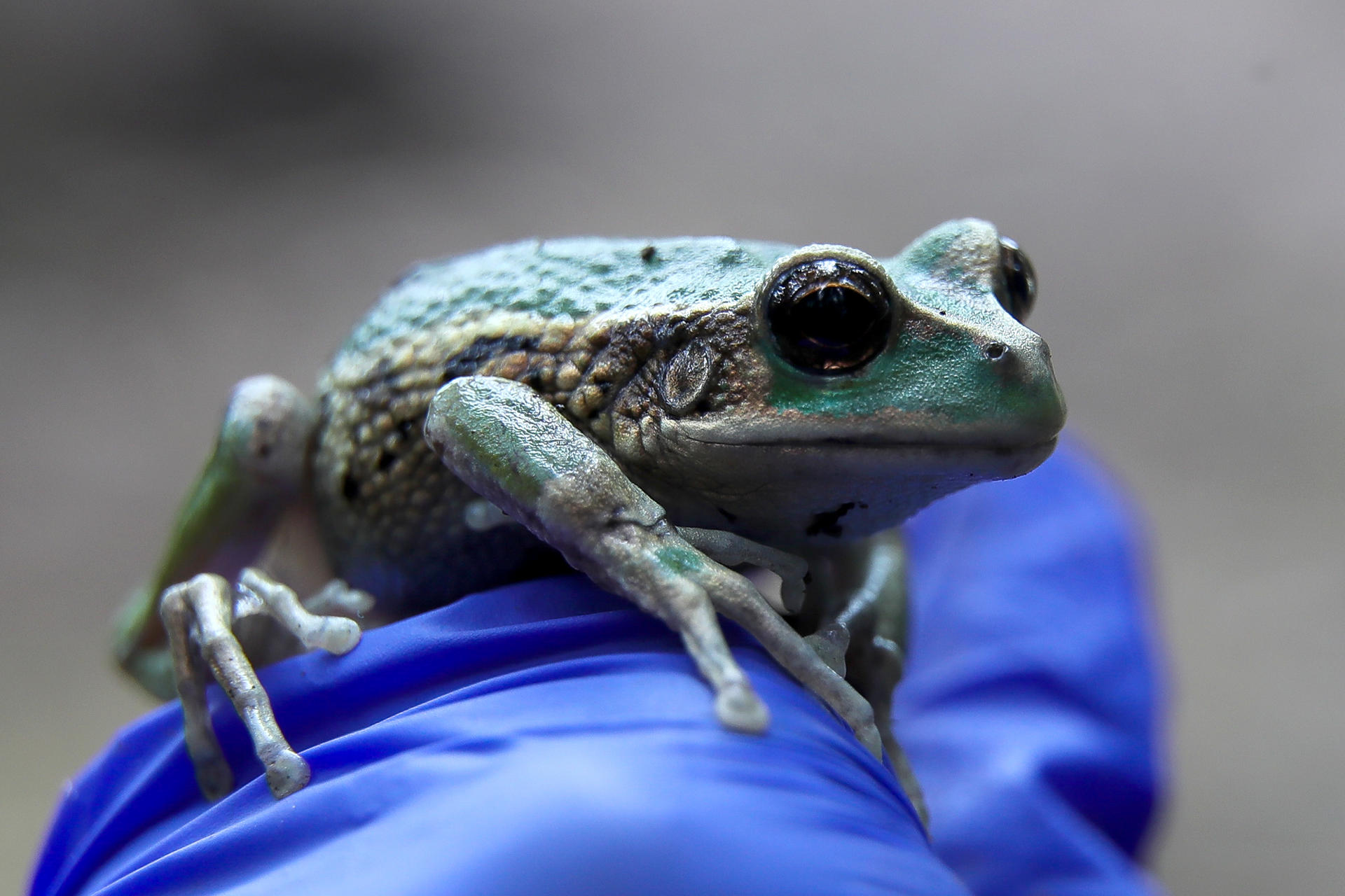 Fotografía de una rana marsupial andina conocida como 'uilli uillis', (gastrotheca riobambae), en el parque Las Cuadras, este viernes en Quito (Ecuador). EFE/José Jácome