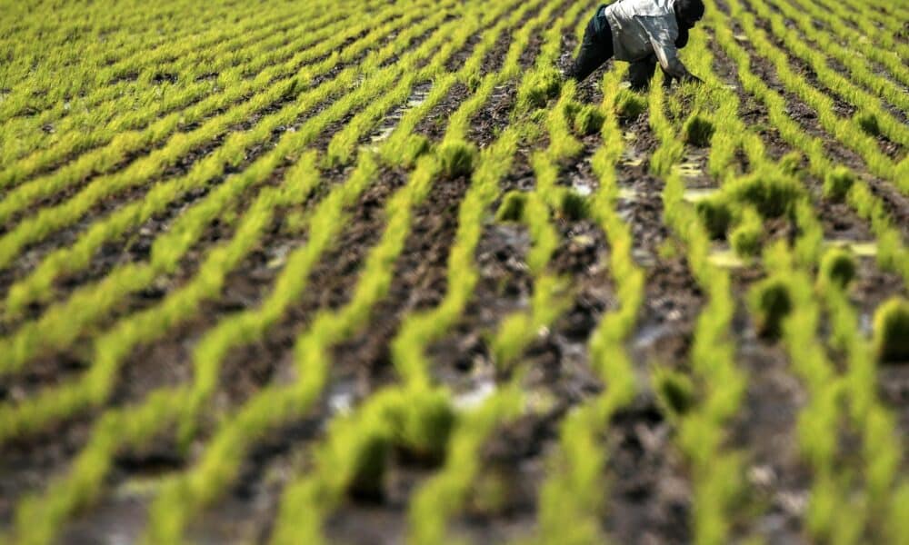 Fotografía de archivo en donde se ve a un trabajador agrícola en un campo de cultivos de arroz. EFE/FAZRY ISMAIL