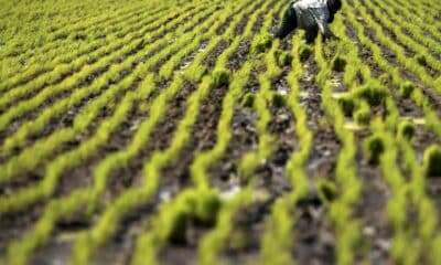 Fotografía de archivo en donde se ve a un trabajador agrícola en un campo de cultivos de arroz. EFE/FAZRY ISMAIL