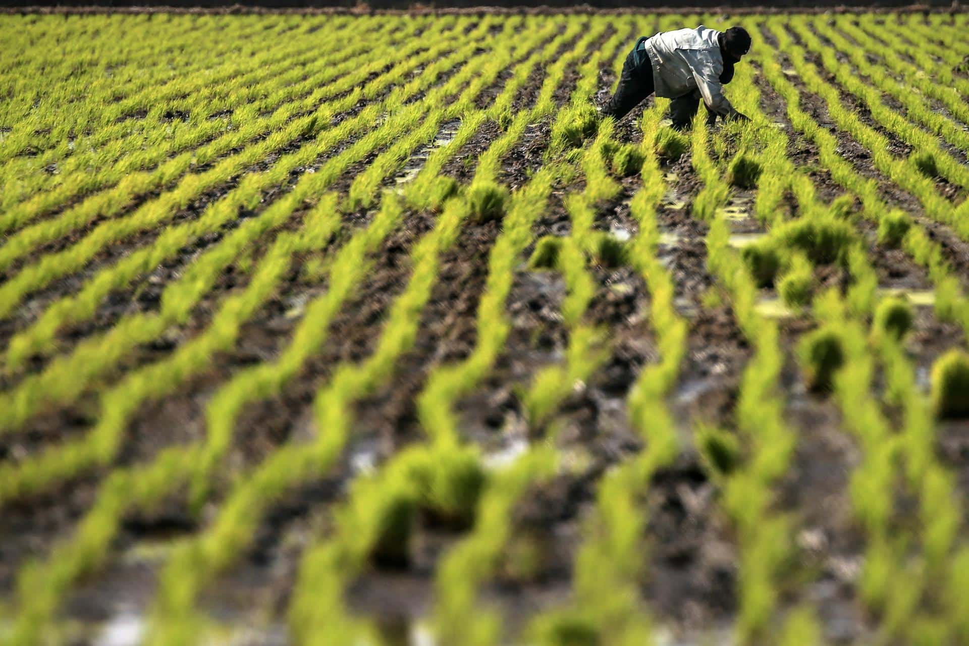 Fotografía de archivo en donde se ve a un trabajador agrícola en un campo de cultivos de arroz. EFE/FAZRY ISMAIL