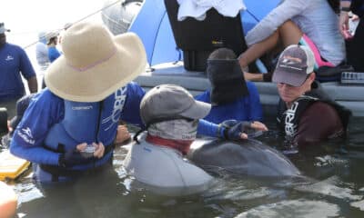 El equipo del estudio recoge el aliento exhalado de un delfín mular salvaje durante una evaluación sanitaria realizada por la National Marine Mammal Foundation y sus socios en Barataria Bay, LA. Crédito: Todd Speakman/Fundación Nacional de Mamíferos Marinos. Las evaluaciones de la salud del delfín mular se llevaron a cabo bajo el Permiso MMPA/ESA nº 18786-03 en 2018 y el Permiso MMPA/ESA nº 24359 en 2023, CC-BY 4.0