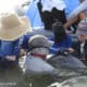 El equipo del estudio recoge el aliento exhalado de un delfín mular salvaje durante una evaluación sanitaria realizada por la National Marine Mammal Foundation y sus socios en Barataria Bay, LA. Crédito: Todd Speakman/Fundación Nacional de Mamíferos Marinos. Las evaluaciones de la salud del delfín mular se llevaron a cabo bajo el Permiso MMPA/ESA nº 18786-03 en 2018 y el Permiso MMPA/ESA nº 24359 en 2023, CC-BY 4.0