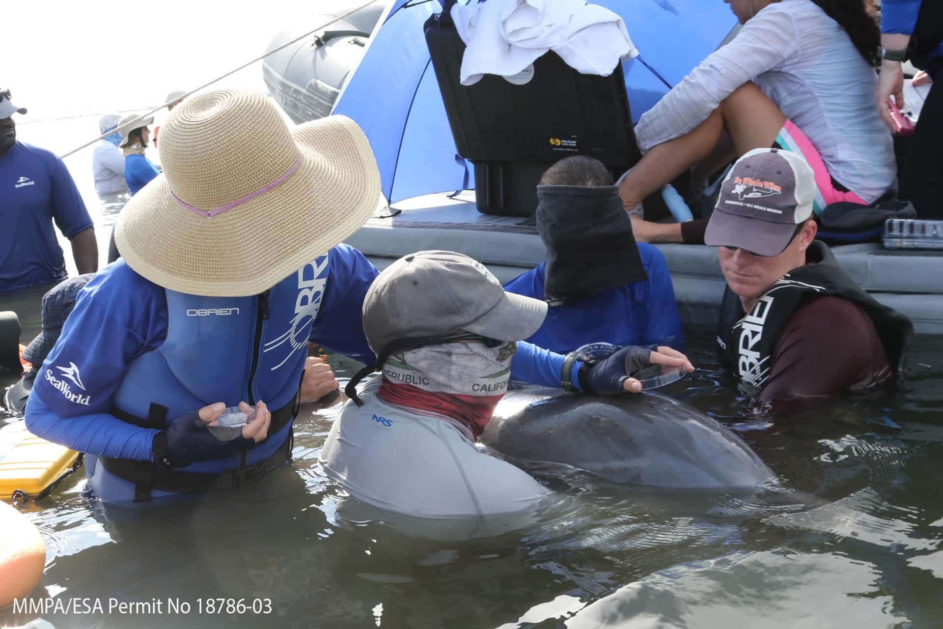 El equipo del estudio recoge el aliento exhalado de un delfín mular salvaje durante una evaluación sanitaria realizada por la National Marine Mammal Foundation y sus socios en Barataria Bay, LA. Crédito: Todd Speakman/Fundación Nacional de Mamíferos Marinos. Las evaluaciones de la salud del delfín mular se llevaron a cabo bajo el Permiso MMPA/ESA nº 18786-03 en 2018 y el Permiso MMPA/ESA nº 24359 en 2023, CC-BY 4.0