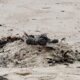 La playa de Coogee, en Sídney, donde se han descubierto cientos de bolas negras del tamaño de una pelota de golf y con un tacto viscoso parecido al alquitrán.
EFE/EPA/STEVEN MARKHAM AUSTRALIA AND NEW ZEALAND OUT