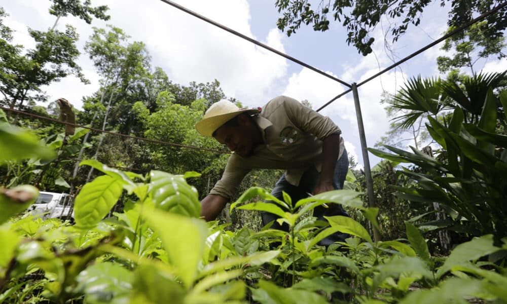 Fotografía de archivo en donde se ve un agricultor que recolecta granos de café. EFE/ Carlos Lemos