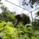 Fotografía de archivo en donde se ve un agricultor que recolecta granos de café. EFE/ Carlos Lemos