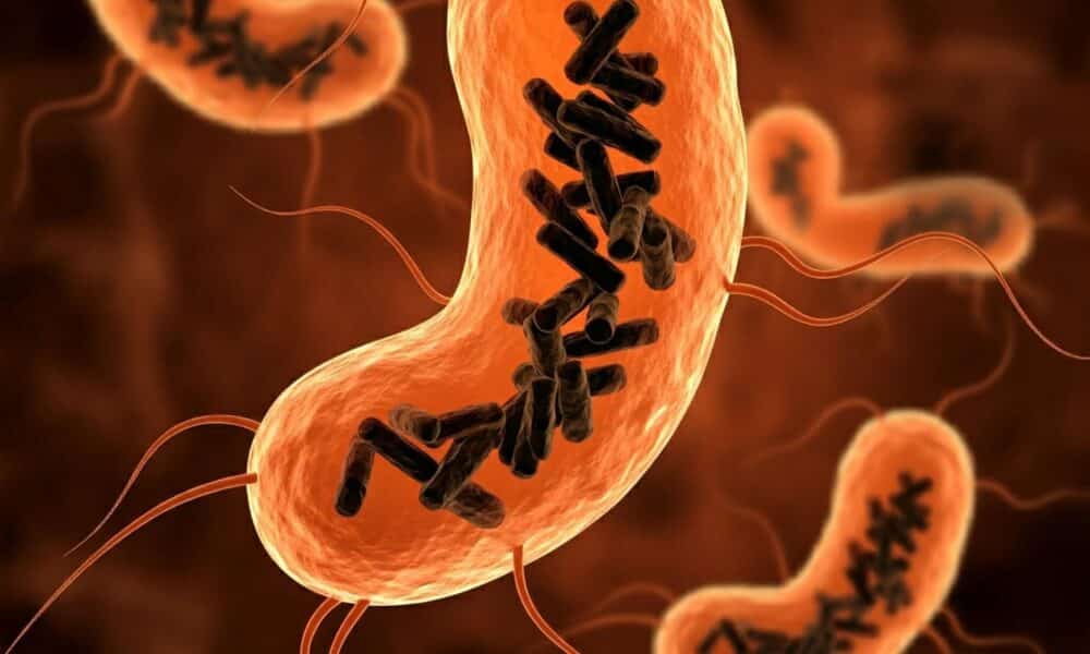 Recreación de bacterias intestinales (células en color naranja) infectadas por Obeliscos (varillas negras). / IBMCP (CSIC-UPV)