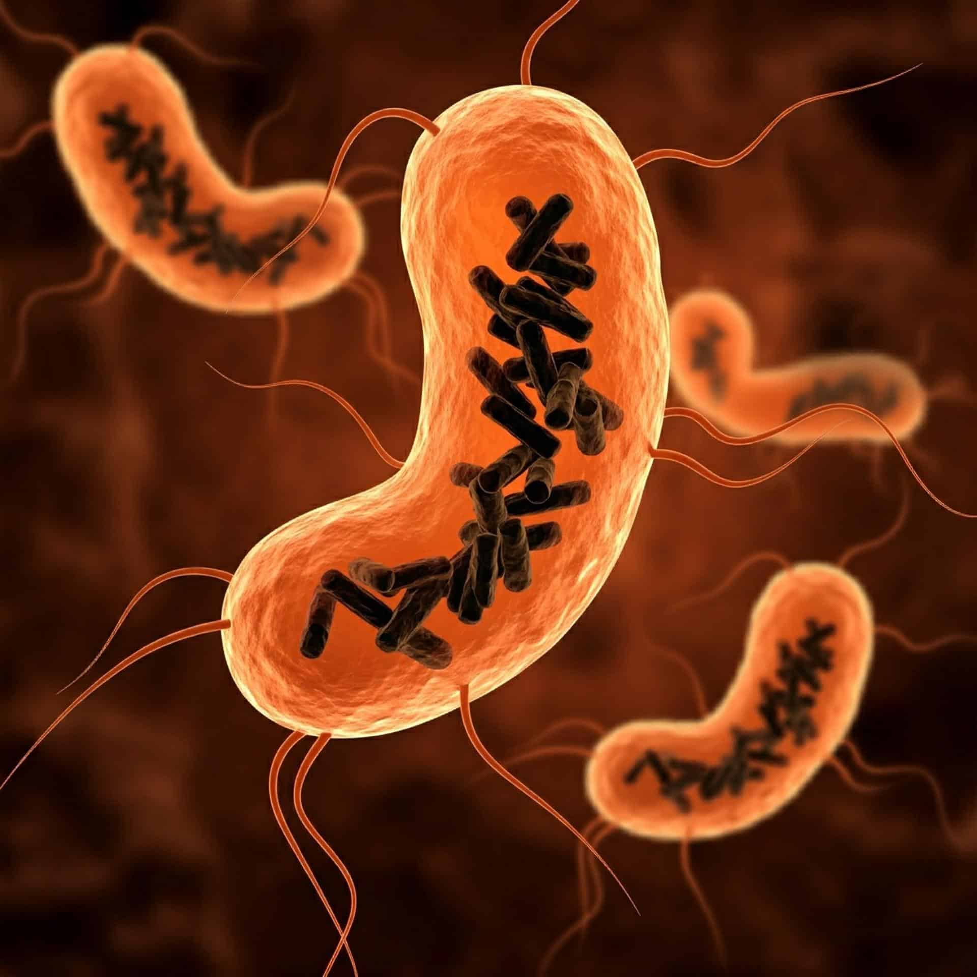 Recreación de bacterias intestinales (células en color naranja) infectadas por Obeliscos (varillas negras). / IBMCP (CSIC-UPV)