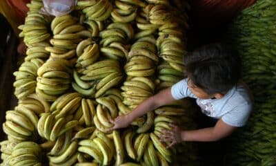 Fotografía de archivo en donde se ve una carga de banano en un mercado de la ciudad de Tegucigalpa (Honduras). EFE/Delmer Membreño