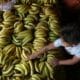 Fotografía de archivo en donde se ve una carga de banano en un mercado de la ciudad de Tegucigalpa (Honduras). EFE/Delmer Membreño