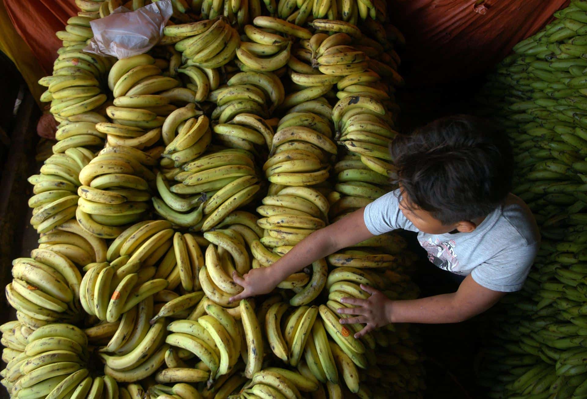 Fotografía de archivo en donde se ve una carga de banano en un mercado de la ciudad de Tegucigalpa (Honduras). EFE/Delmer Membreño