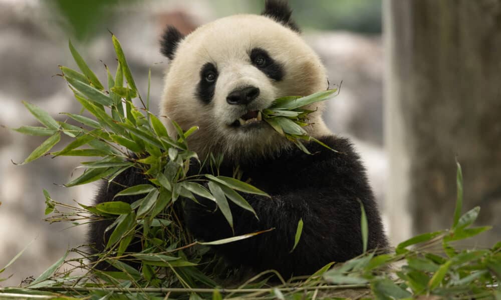 Fotografía cedida por el Zoológico Nacional Smithsonian del panda gigante Qing Bao en el Centro de Pandas de Dujiangyan (China). EFE/Roshan Patel/NZP-Smithsonian's National Zoo /SOLO USO EDITORIAL /NO VENTAS /SOLO DISPONIBLE PARA ILUSTRAR LA NOTICIA QUE ACOMPAÑA /CRÉDITO OBLIGATORIO