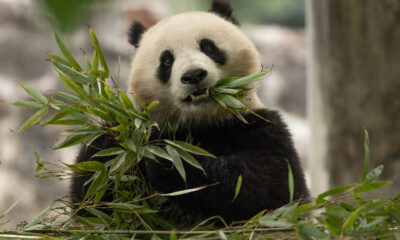 Fotografía cedida por el Zoológico Nacional Smithsonian del panda gigante Qing Bao en el Centro de Pandas de Dujiangyan (China). EFE/Roshan Patel/NZP-Smithsonian's National Zoo /SOLO USO EDITORIAL /NO VENTAS /SOLO DISPONIBLE PARA ILUSTRAR LA NOTICIA QUE ACOMPAÑA /CRÉDITO OBLIGATORIO