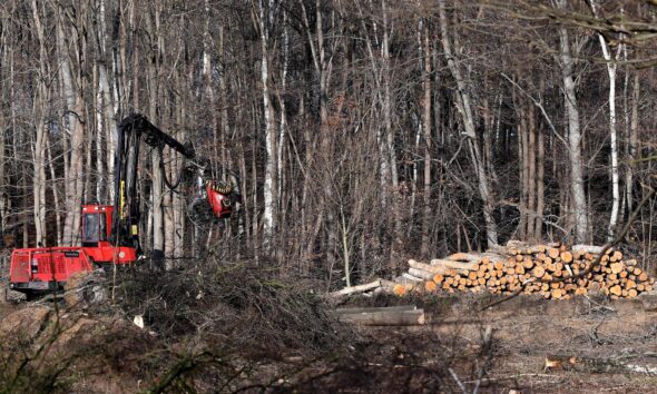 Maquinaria pesada tala árboles en un bosque en Alemania, en una imagen de archivo. EFE/ Sascha Steinbach