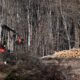 Maquinaria pesada tala árboles en un bosque en Alemania, en una imagen de archivo. EFE/ Sascha Steinbach