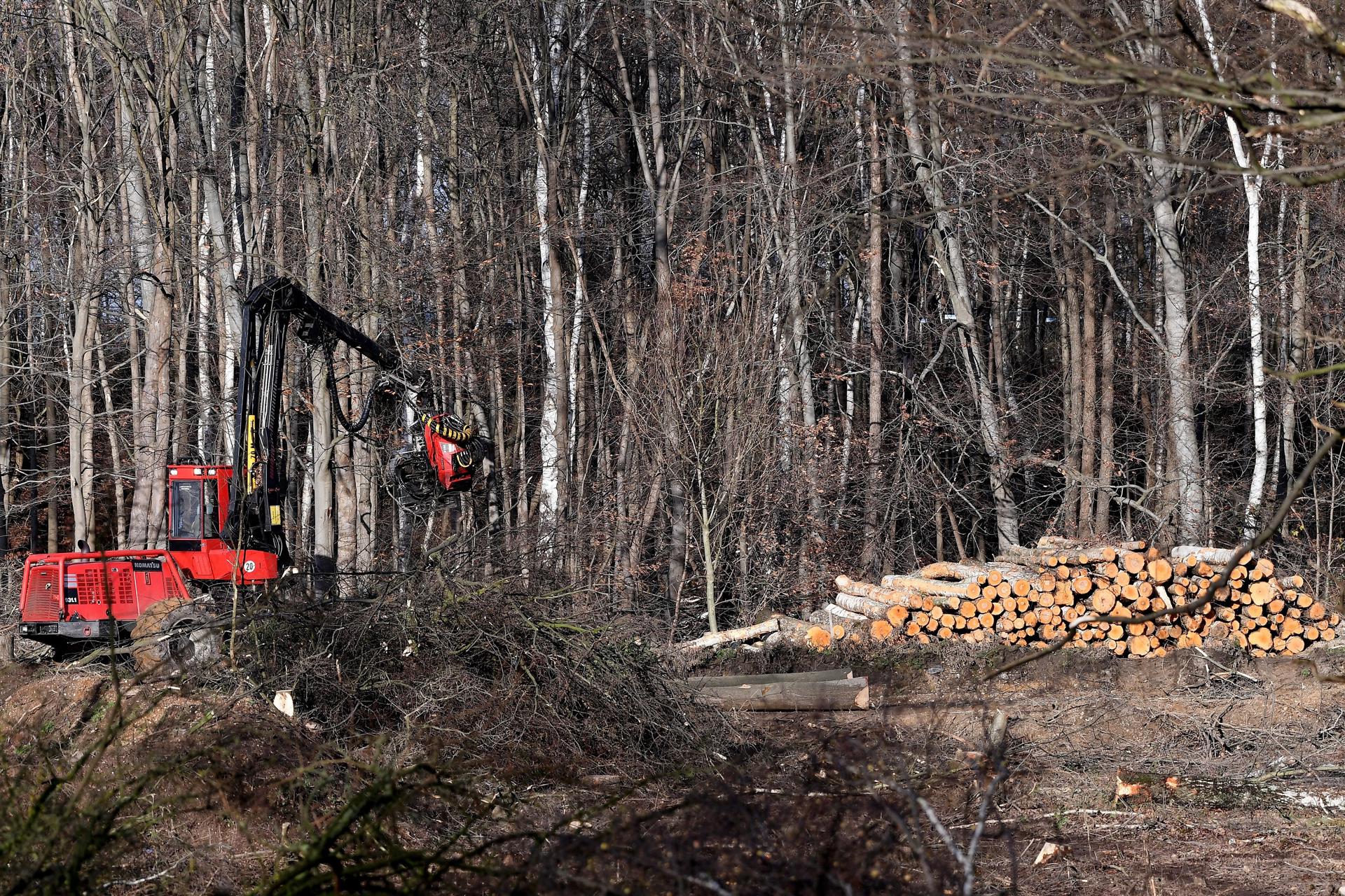 Maquinaria pesada tala árboles en un bosque en Alemania, en una imagen de archivo. EFE/ Sascha Steinbach