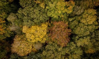 Una imagen reciente de un dron muestra los árboles cambiando de color con el clima otoñal en el bosque de Epping, al noreste de Londres, Gran Bretaña. EFE/EPA/TOLGA AKMEN