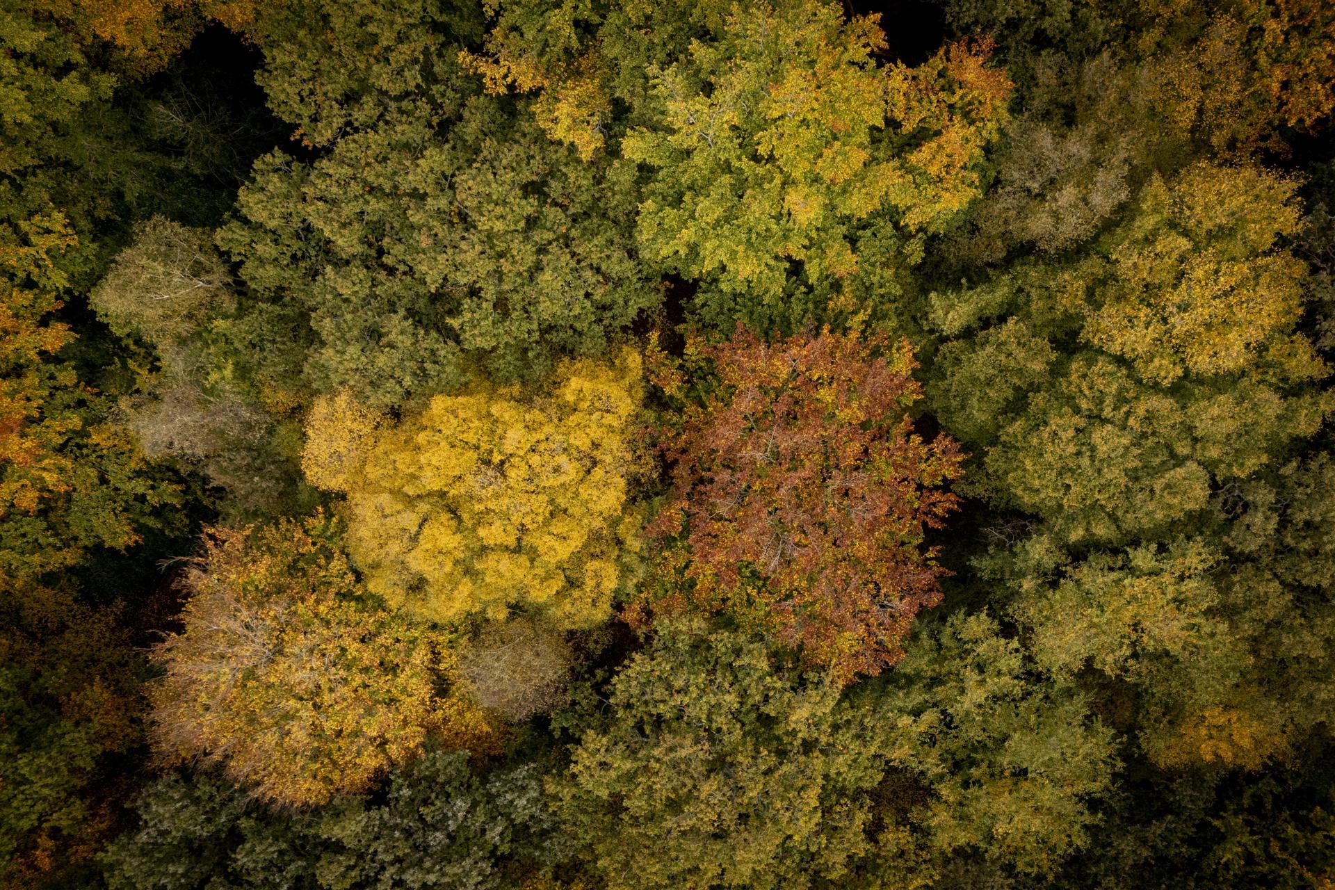 Una imagen reciente de un dron muestra los árboles cambiando de color con el clima otoñal en el bosque de Epping, al noreste de Londres, Gran Bretaña. EFE/EPA/TOLGA AKMEN