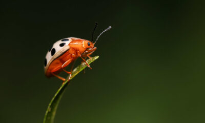 Fotografía de archivo que muestra una mariquita de la especie coccinellidae). EFE/Jeffrey Arguedas